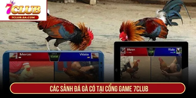 Các sảnh đá gà có tại cổng game 7CLUB
