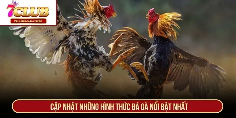 Cập nhật những hình thức đá gà nổi bật nhất