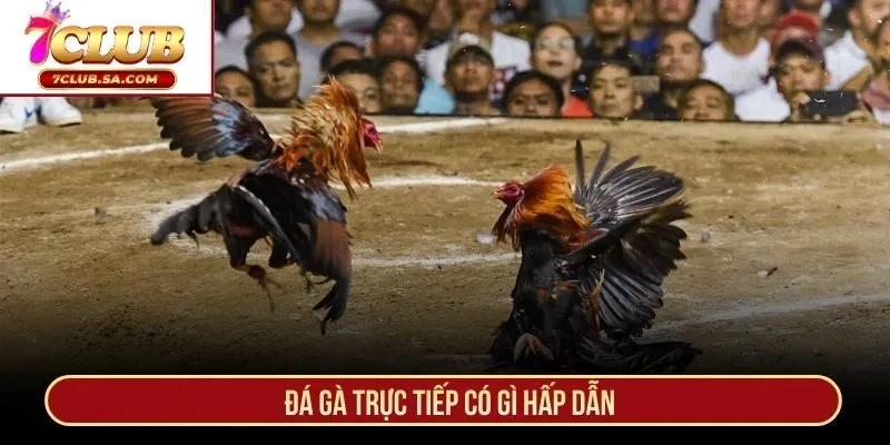 Đá gà trực tiếp có gì hấp dẫn