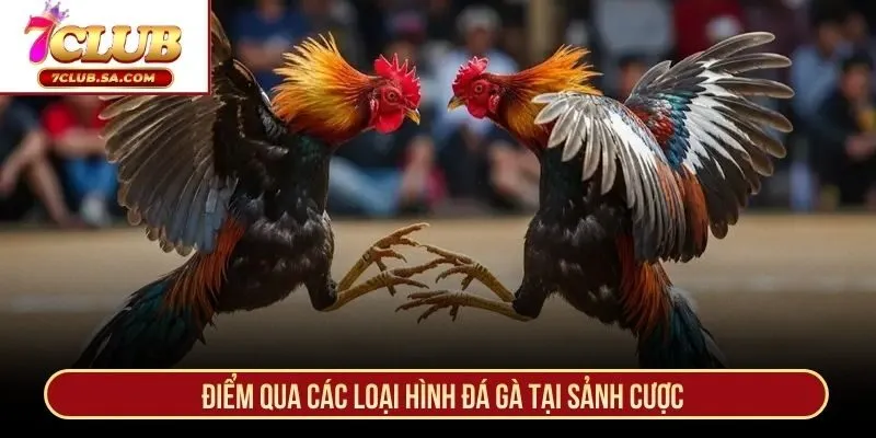 Điểm qua các loại hình đá gà tại sảnh cược