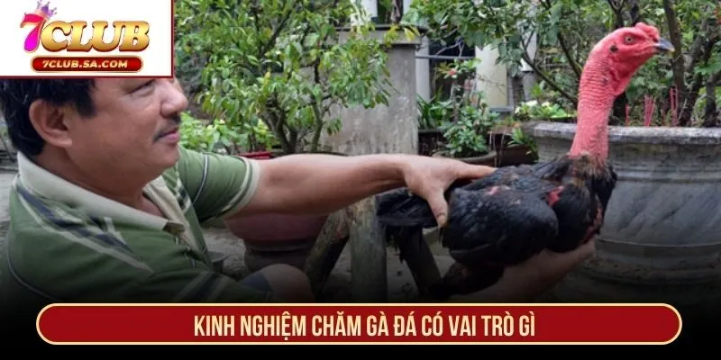 Kinh nghiệm chăm gà đá có vai trò gì