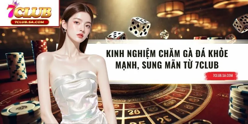 Kinh Nghiệm Chăm Gà Đá Khỏe Mạnh, Sung Mãn Từ 7CLUB