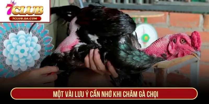 Một vài lưu ý cần nhớ khi chăm gà chọi
