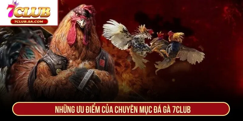 Những ưu điểm của chuyên mục đá gà 7CLUB