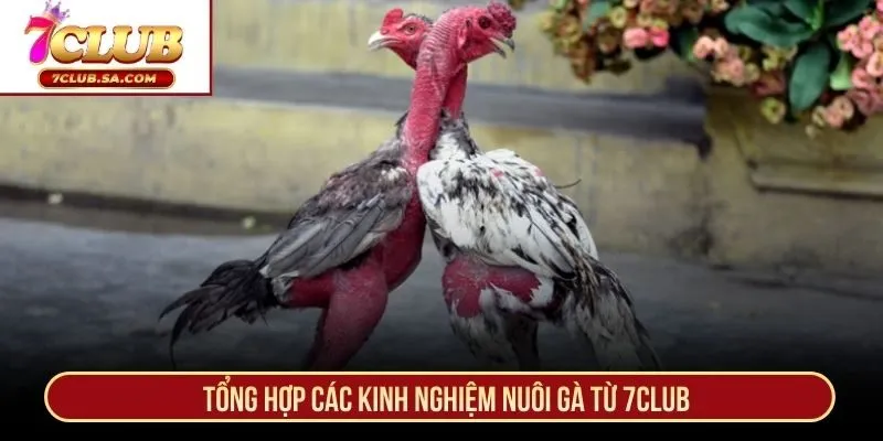 Tổng hợp các kinh nghiệm nuôi gà từ 7CLUB