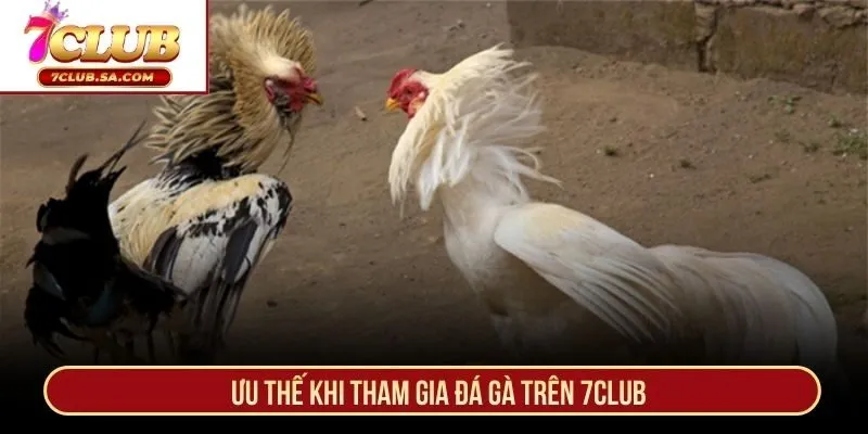 Ưu thế khi tham gia đá gà trên 7CLUB